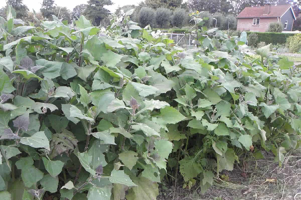 como plantar batata yacon no quintal
