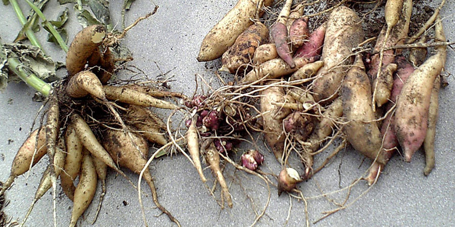 5 Receitas Deliciosas com Batata Yacon