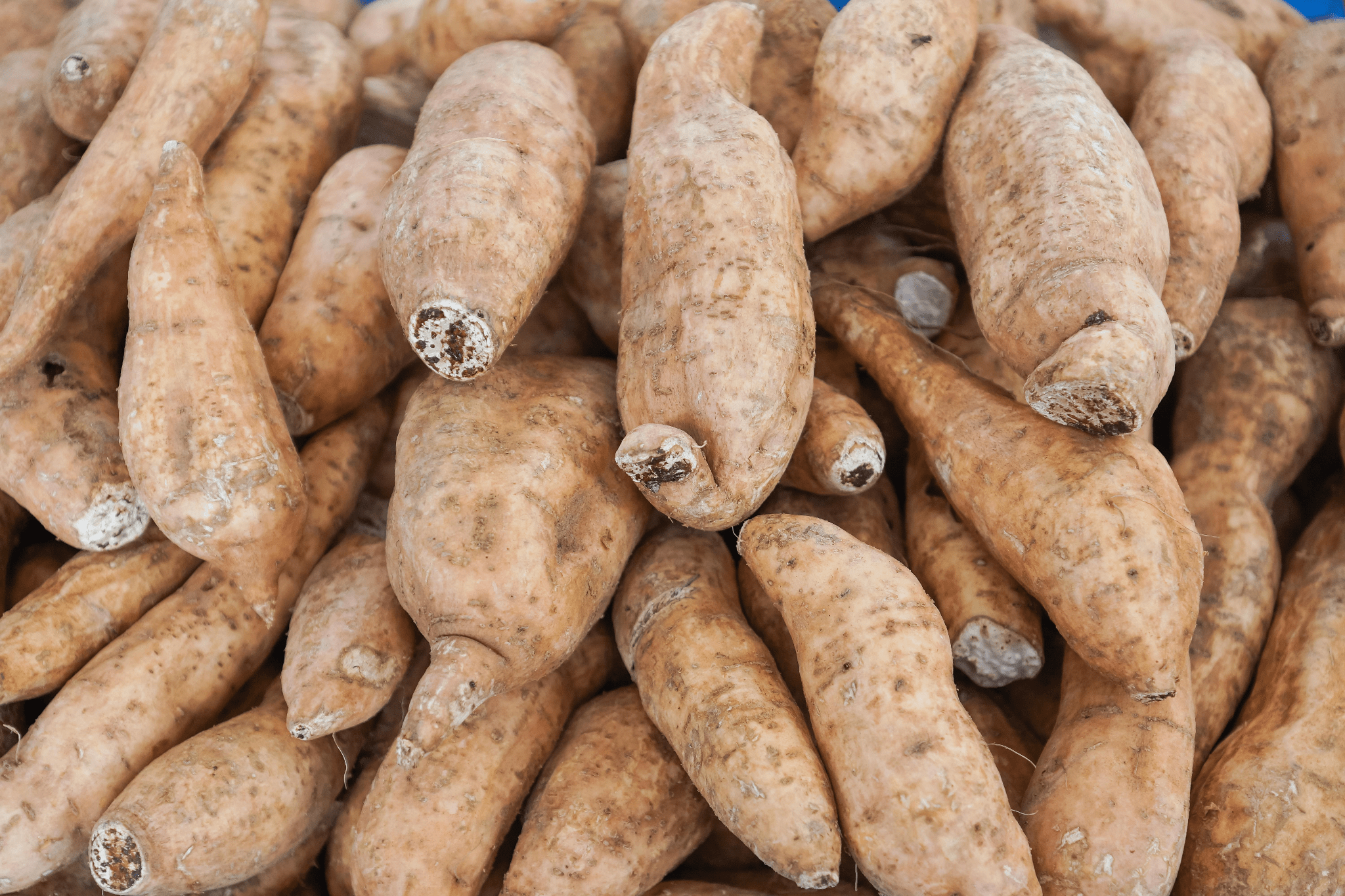 Guia Completo de Como Armazenar Batata Yacon