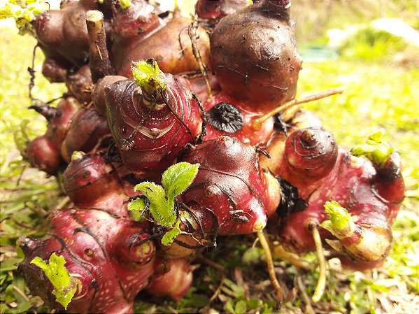 Yacon vs. Batata Doce: Qual a Melhor Opção para sua Horta?
