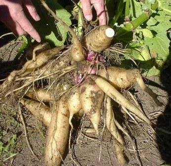 Guia Completo de Como Armazenar Batata Yacon