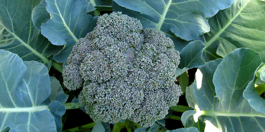 Como Identificar o Ponto Ideal de Colheita do Brócolis Gigante
