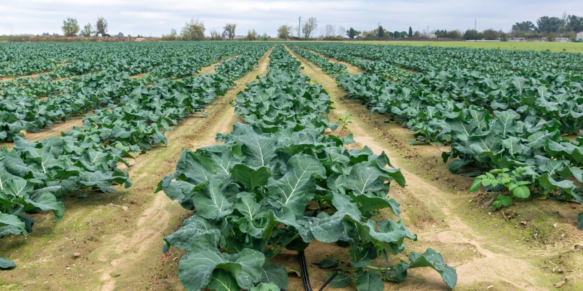 como plantar brócolis de cabeça