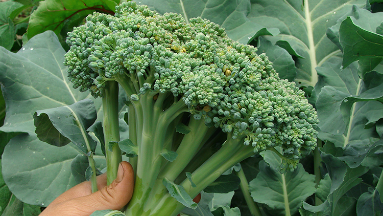 como plantar brócolis ramoso