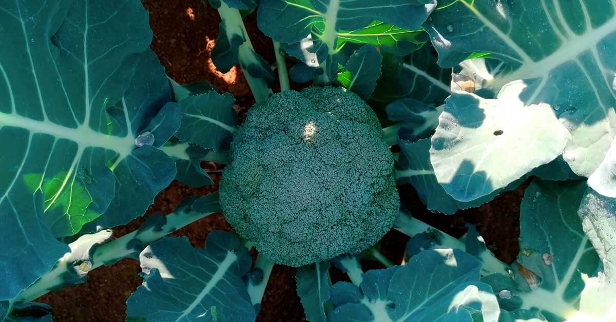 Como Preparar o Solo Ideal para Brócolis Ramoso