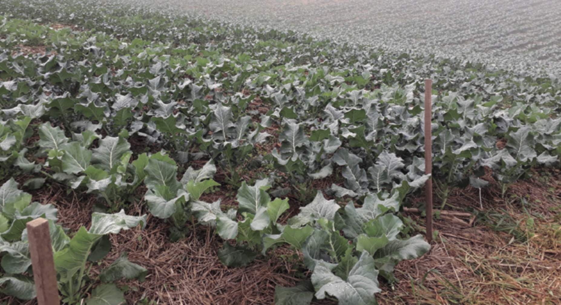 Guia Completo da Colheita do Brócolis Ramoso