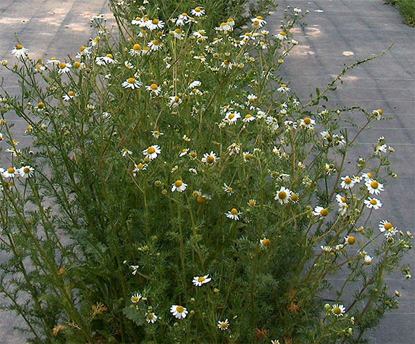 como plantar camomila na horta