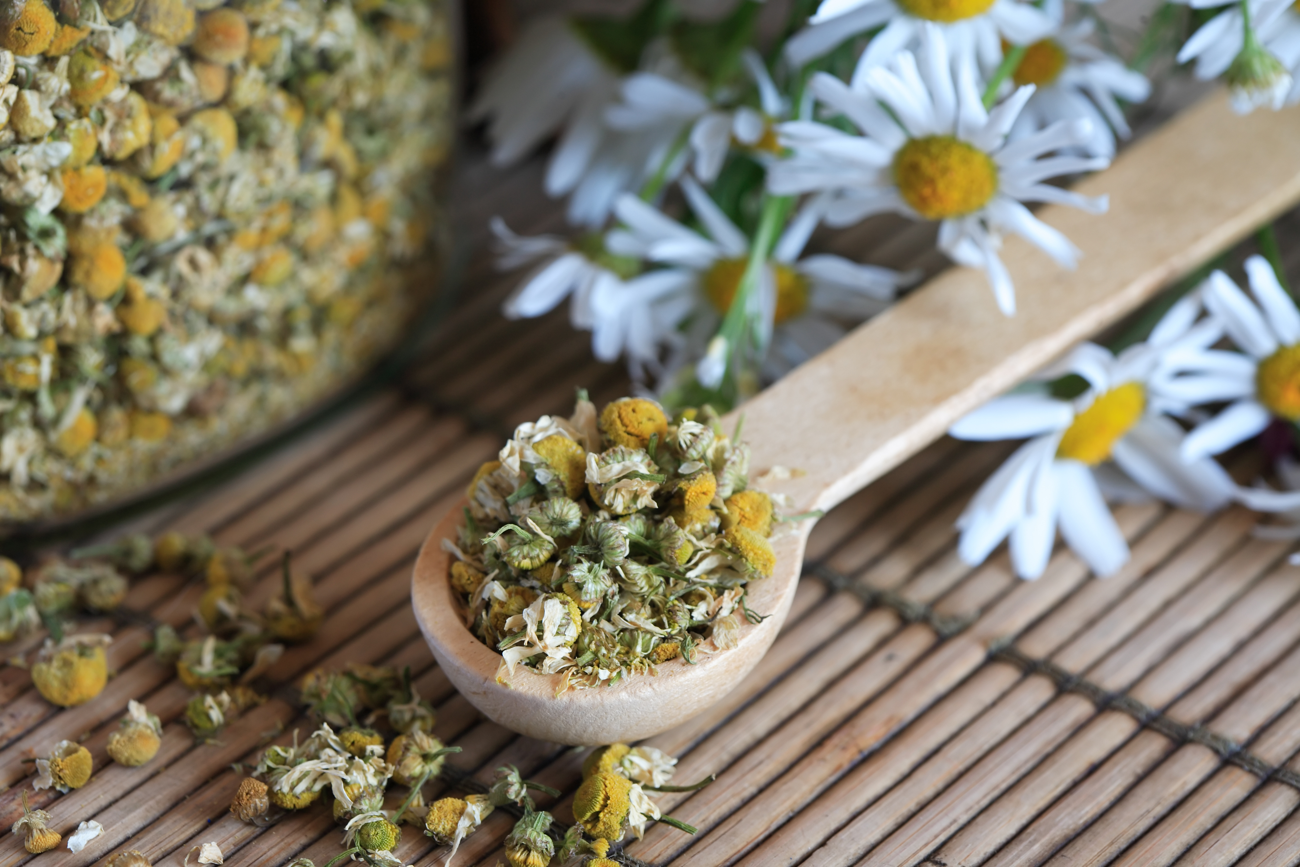 Receitas Deliciosas com Flores de Camomila Frescas