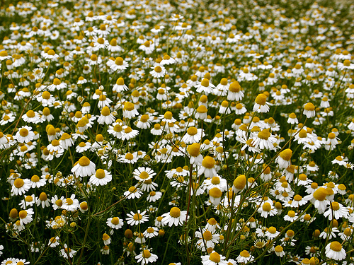 Guia Completo de Chás Medicinais Caseiros