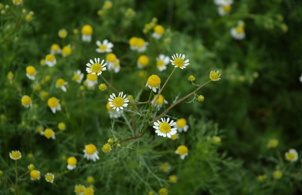 Receitas Deliciosas com Flores de Camomila Frescas