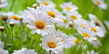 como plantar camomila na horta