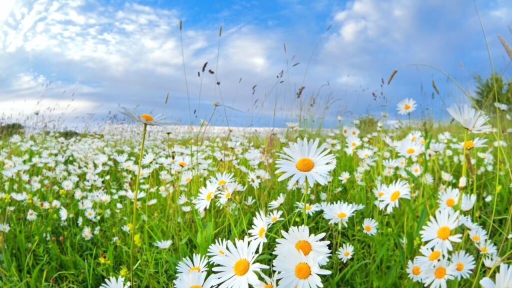 10 Benefícios Incríveis da Camomila para a Saúde