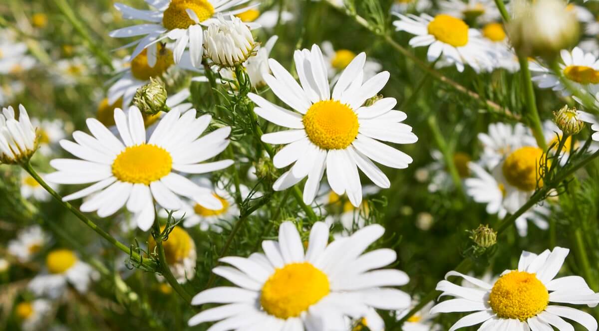 Guia Completo de Chás Medicinais Caseiros