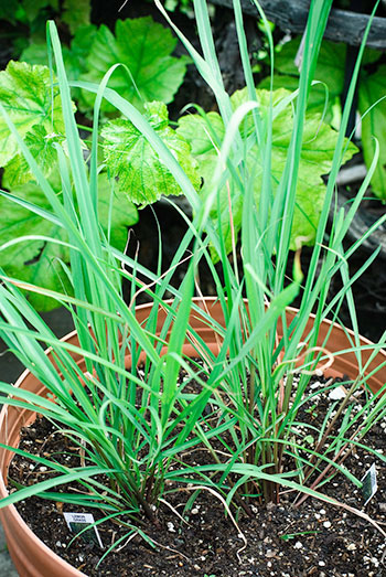 Benefícios do Chá de Capim Limão para a Saúde