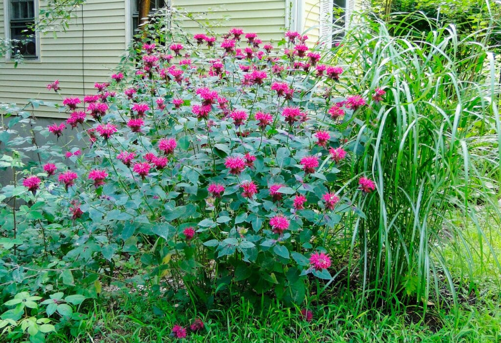 Capim Santo e Capim Cidreira
