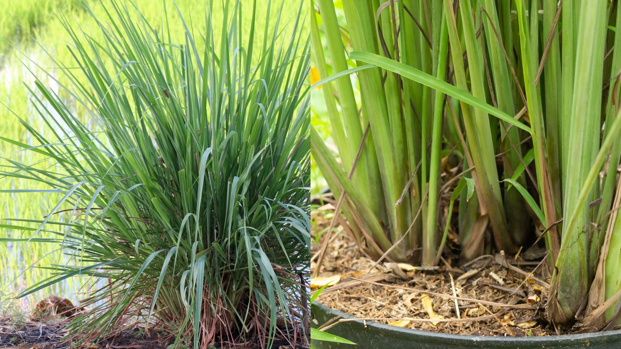 Pragas Comuns em Plantas de Vaso e Como Combatê-las