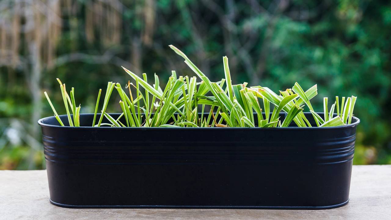 Propagação de Ervas Aromáticas em Casa