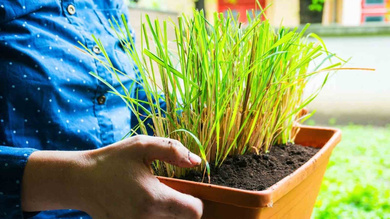 Como Usar o Capim Limão na Culinária