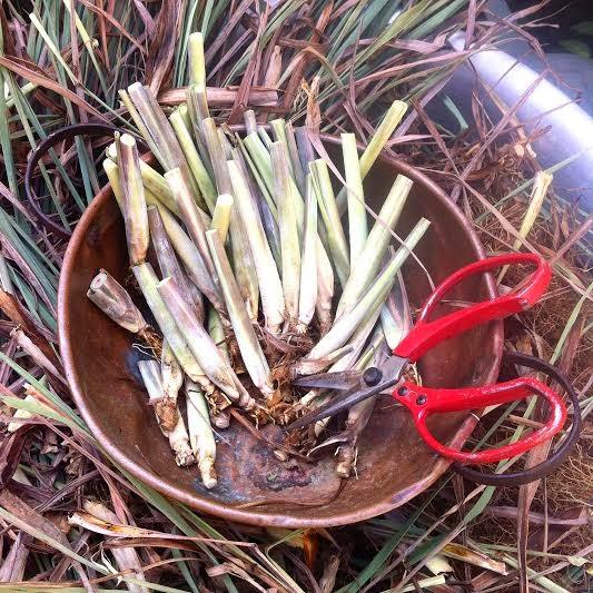 Como fazer chá de capim santo