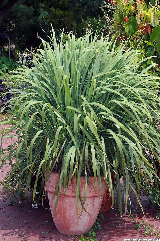 Benefícios do capim limão para a saúde