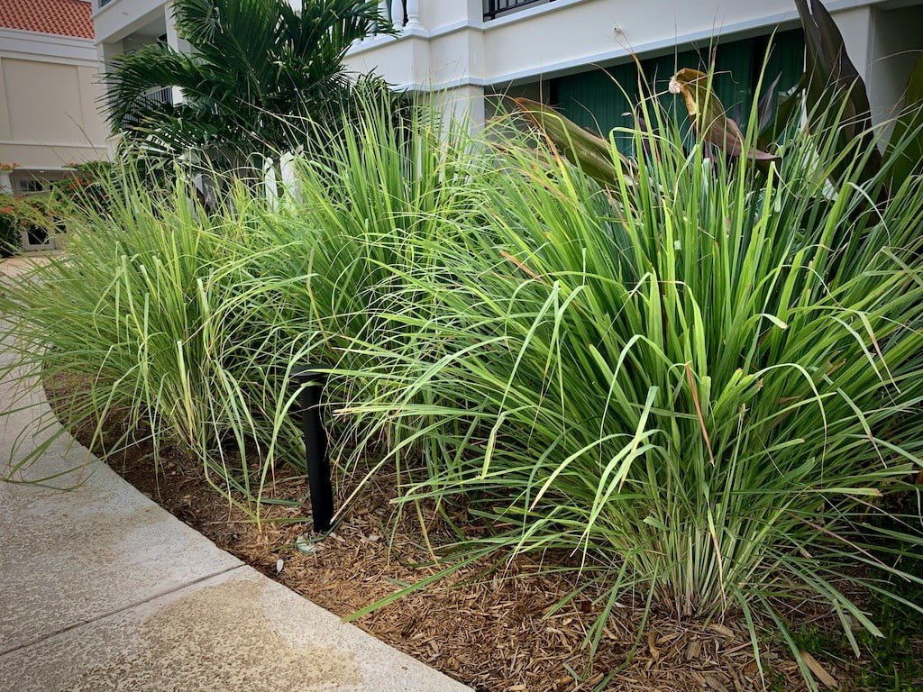 Receitas com capim cidreira