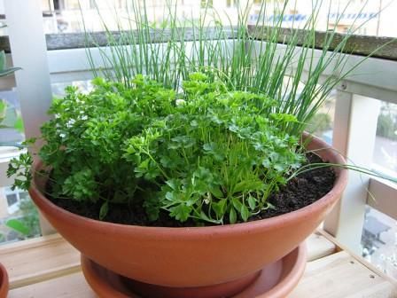 como plantar cebolinha e coentro em vaso