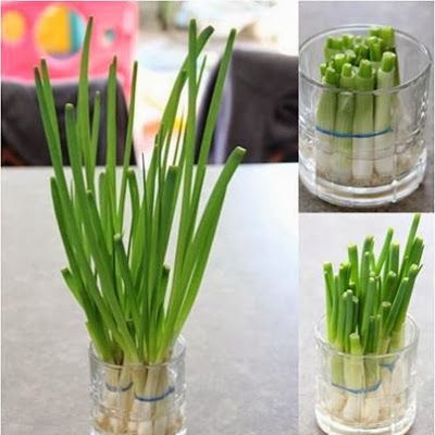 Como combater pragas em temperos de vaso