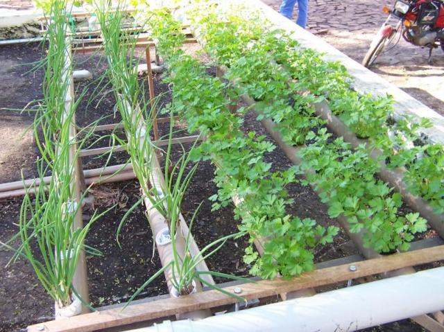 Receitas fáceis com cebolinha e coentro frescos