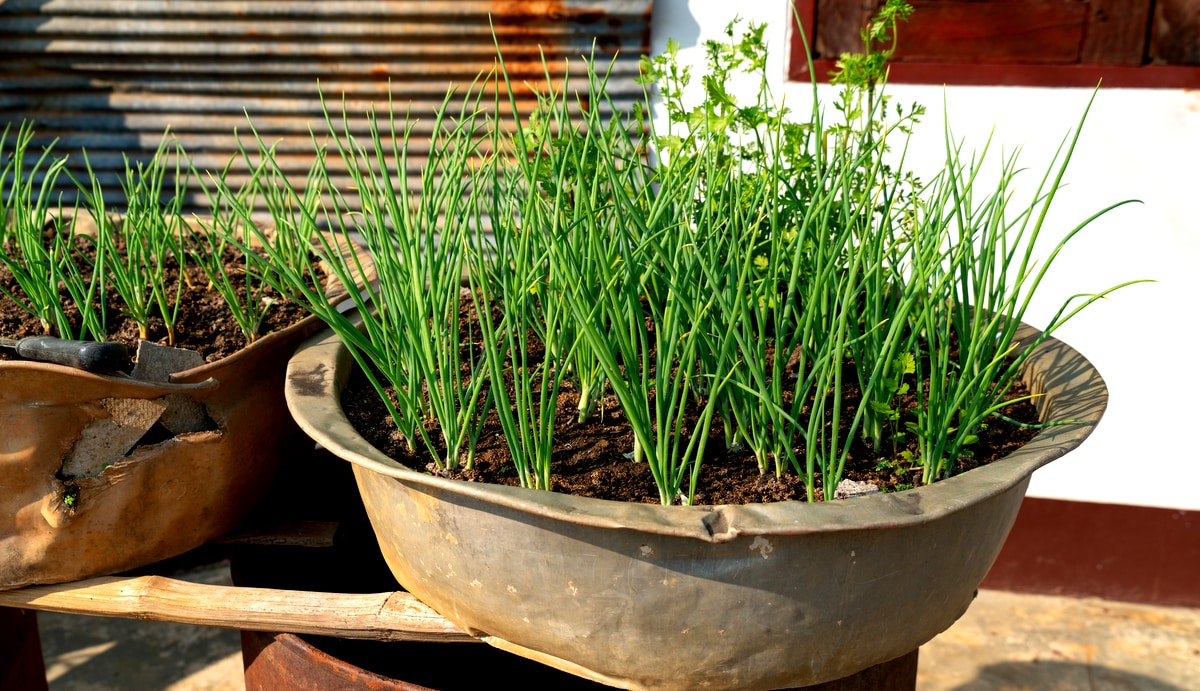Benefícios de ter uma horta de temperos em casa