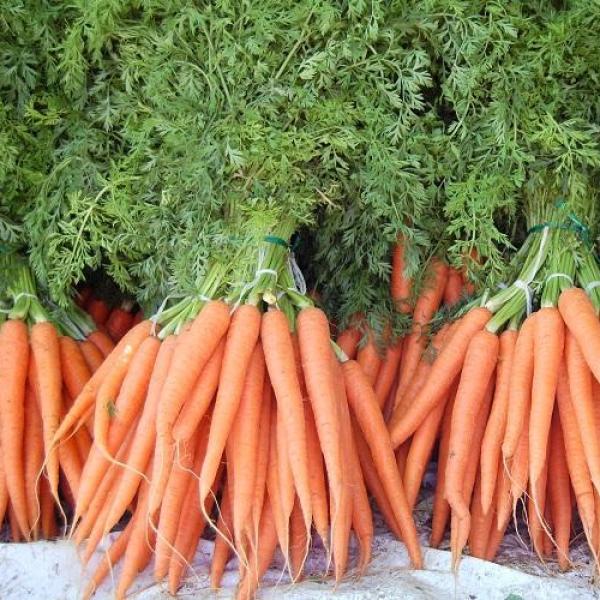 Tipos de Cenoura para Cultivo em Casa