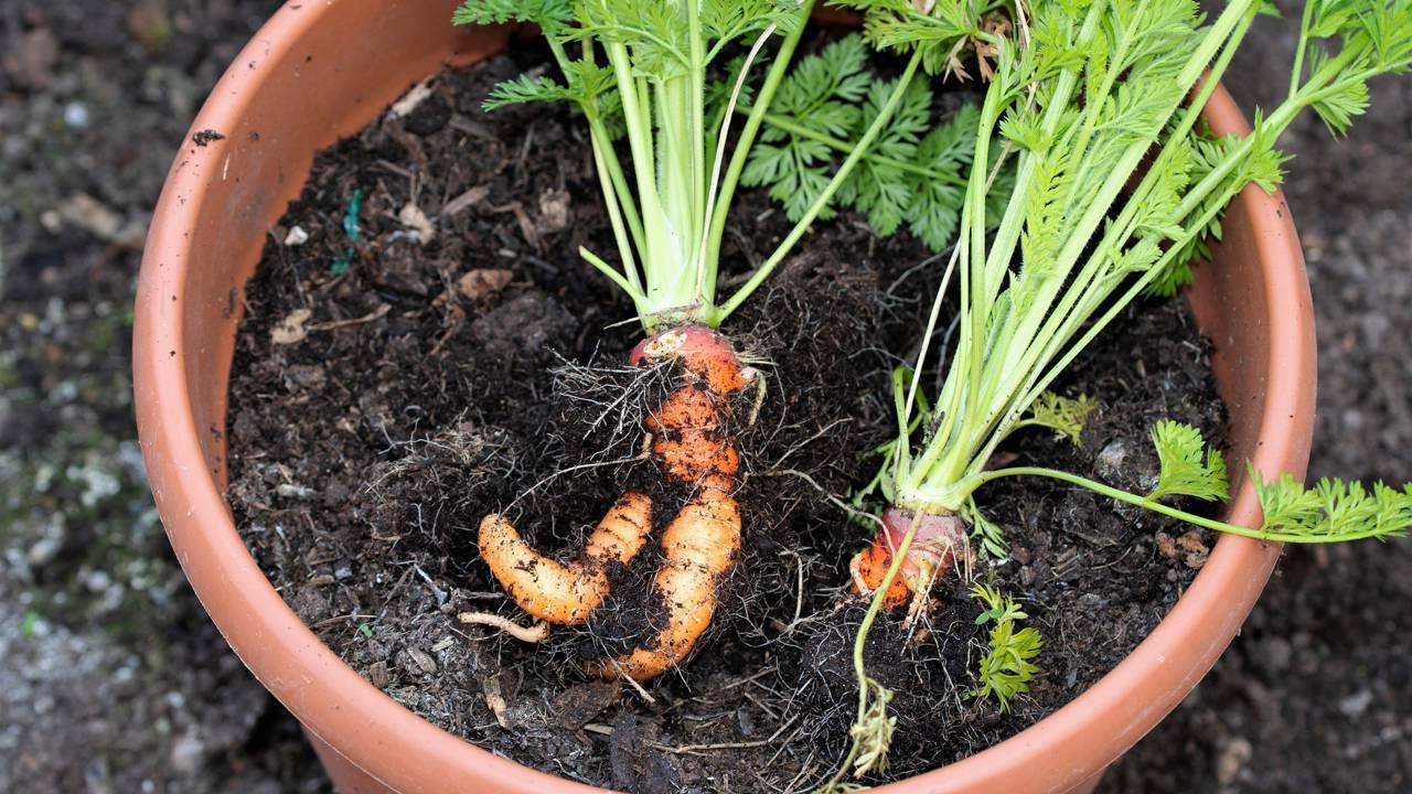 Soluções para Raízes de Cenoura Tortas