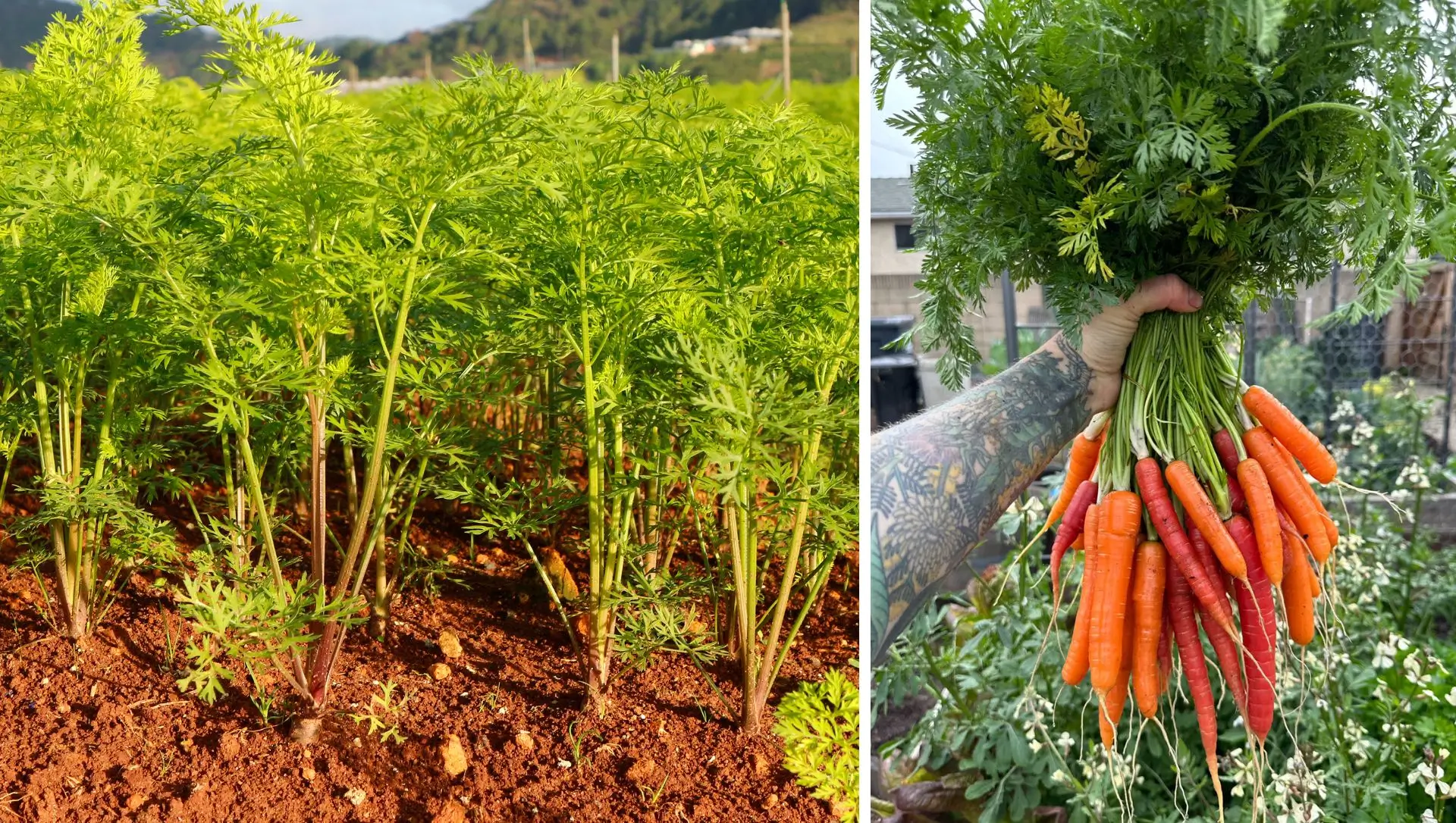 Guia Completo de Adubação para Cenouras Saudáveis