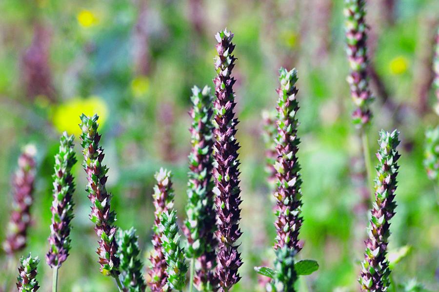 5 Formas de Usar os Brotos de Chia em Receitas