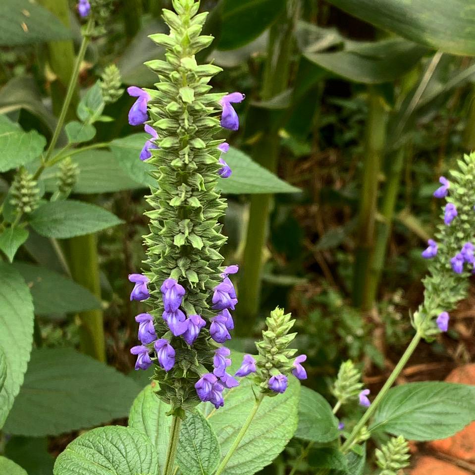 Guia Completo: Da Semente à Planta de Chia