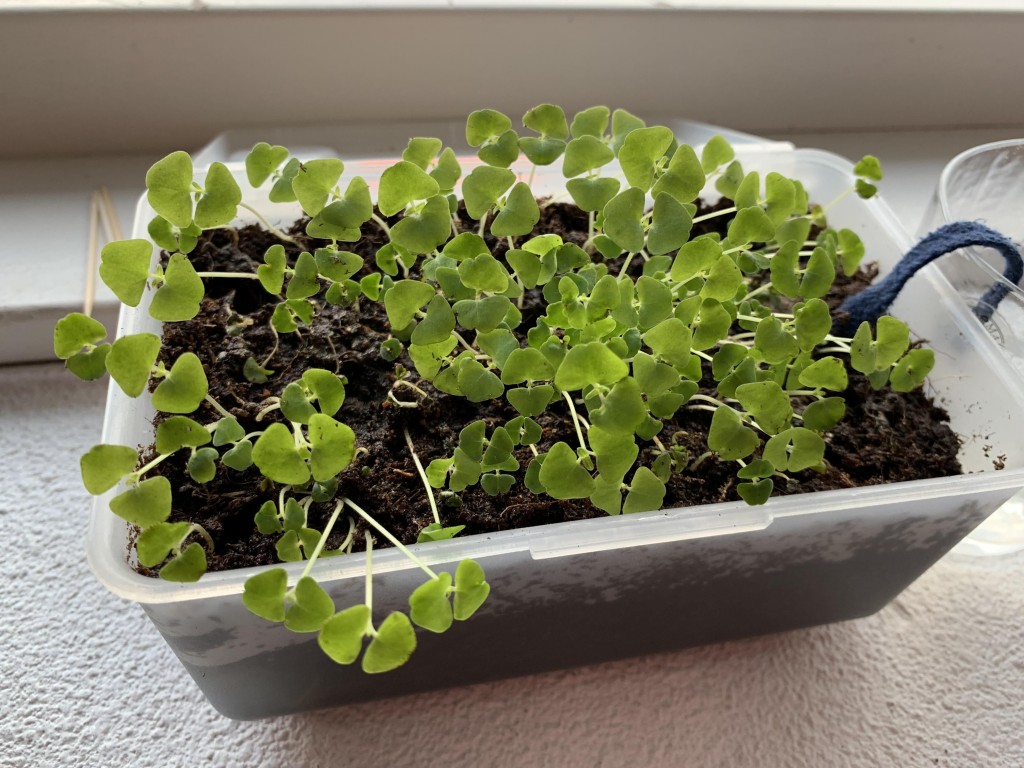 Os Benefícios Nutricionais da Chia Fresca vs. Seca