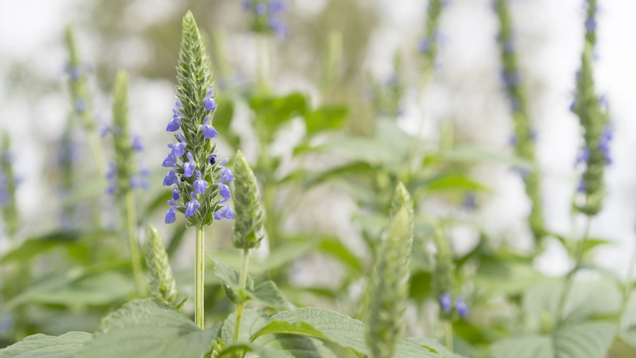 5 Formas de Usar os Brotos de Chia em Receitas