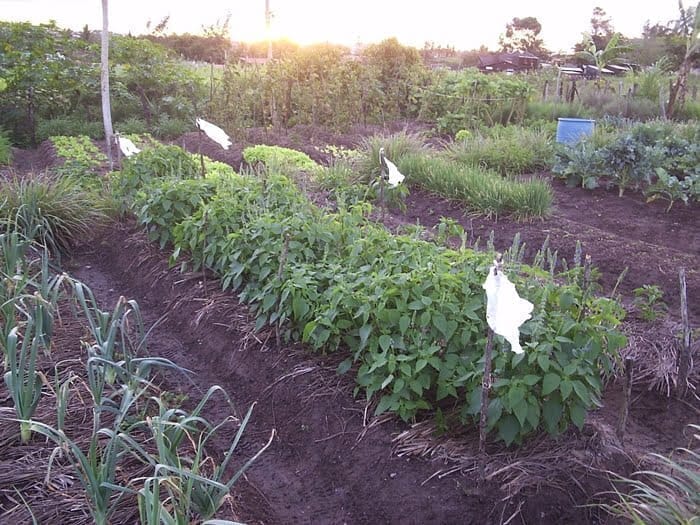 Chia Orgânica em Casa: Dicas de Cultivo Sustentável