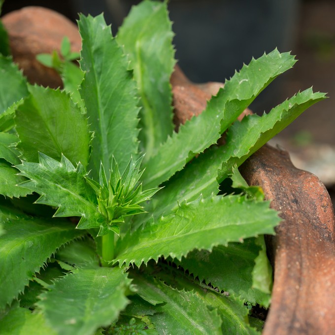 5 Usos Culinários da Chicória-do-Pará