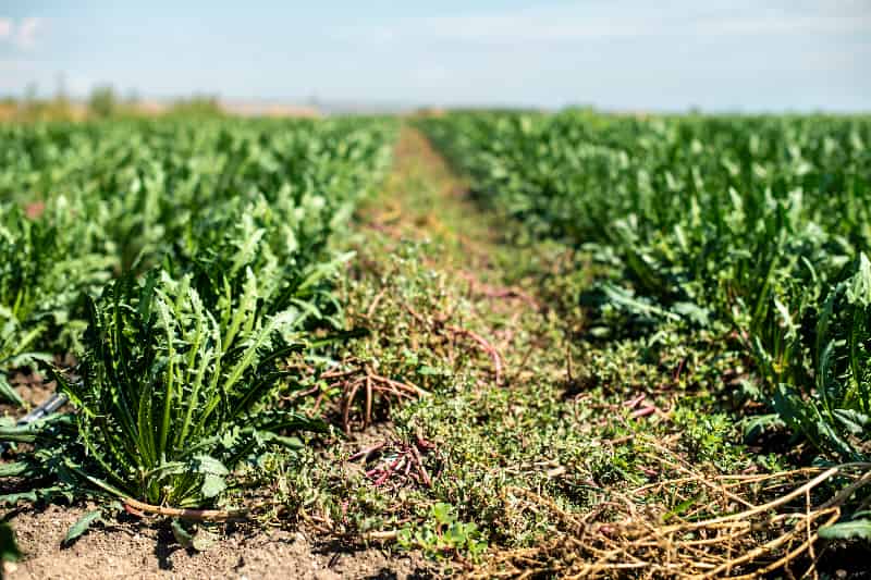 Guia Completo de Adubação para Chicória-do-Pará