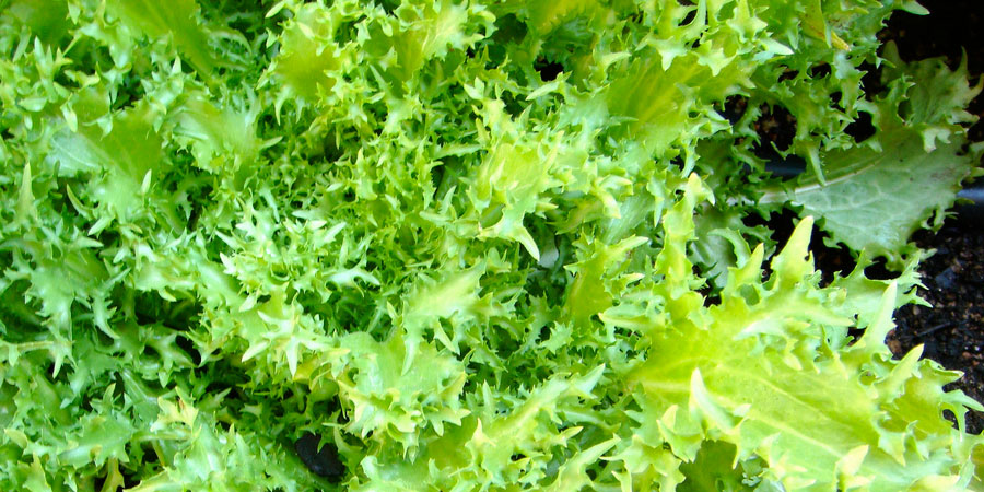 5 Usos Culinários da Chicória-do-Pará