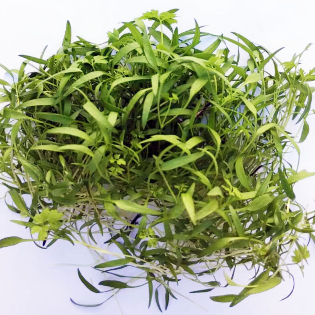 Os Benefícios Surpreendentes do Coentro Baiano para a Saúde e Culinária