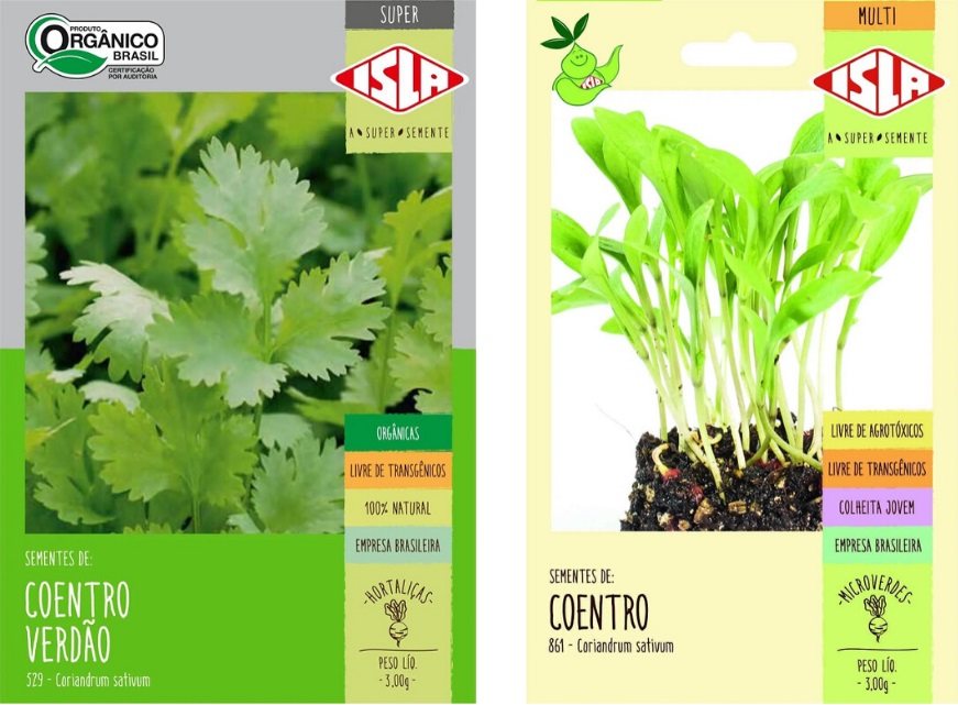 como plantar coentro português