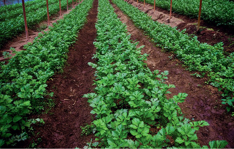 Guia Completo: Como Plantar Coentro em Vasos e Canteiros; Coentro Fresco em Casa: Dicas Essenciais para o Cultivo Perfeito; Desvendando os Segredos da Germinação e Colheita do Coentro; Solo