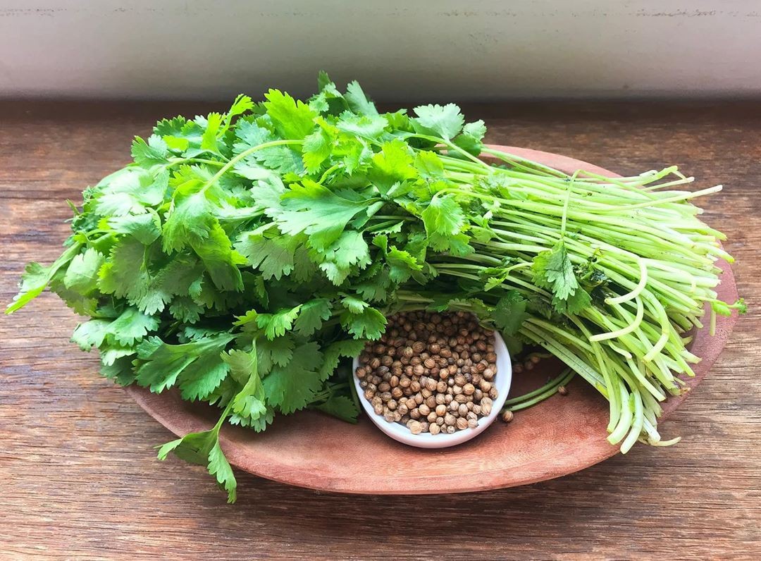 como plantar coentro português