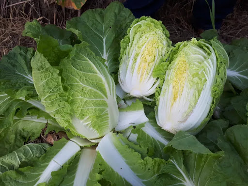 Receitas deliciosas com Couve Chinesa: Do Kimchi à Salada