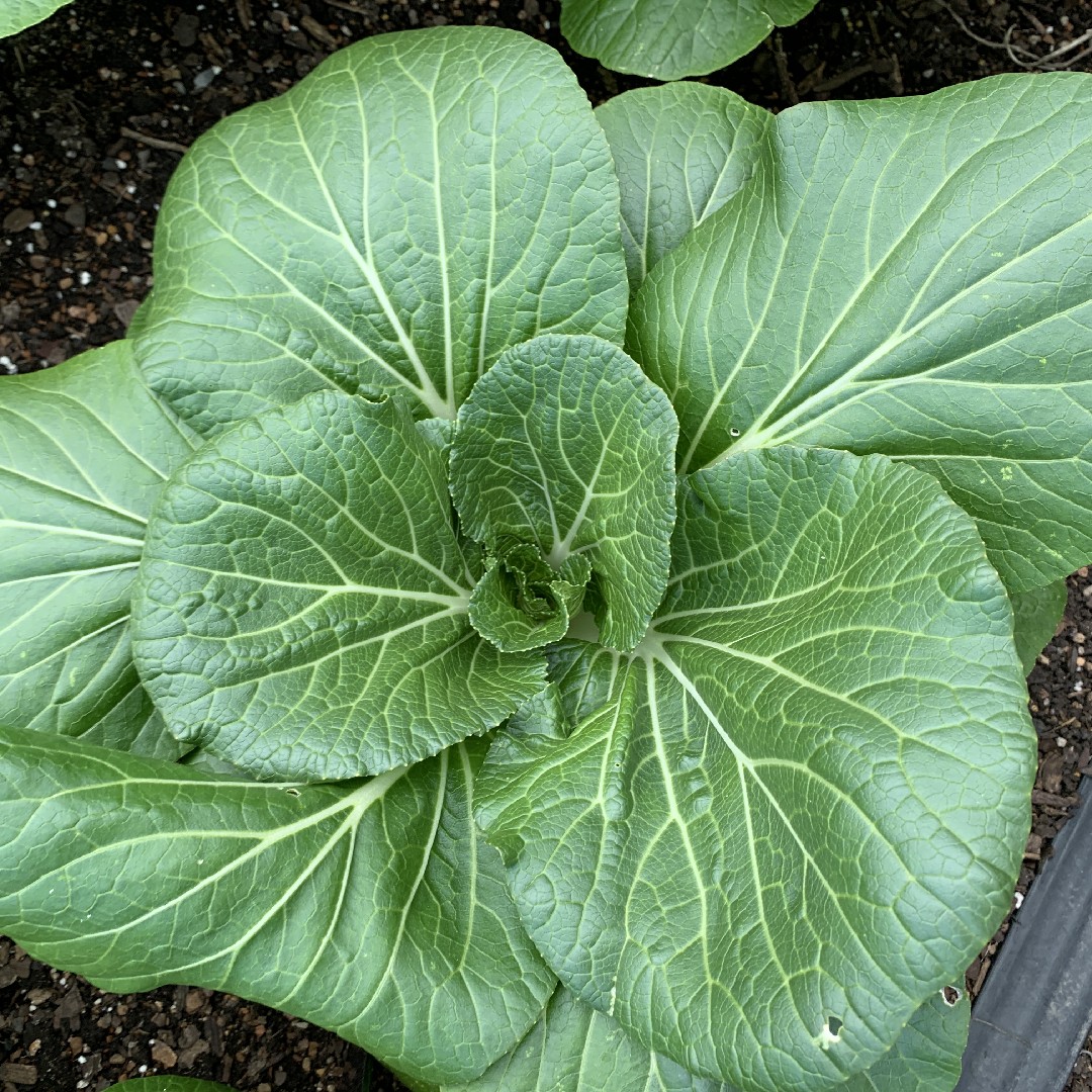 Como Resolver Problemas Comuns no Cultivo de Couve Chinesa