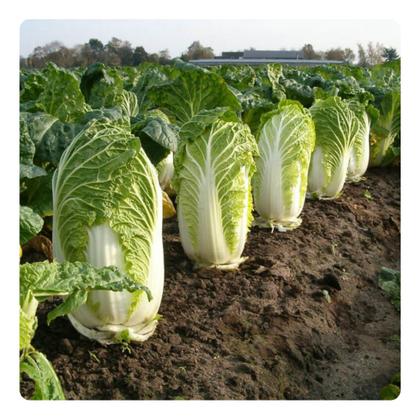 como plantar couve chinesa