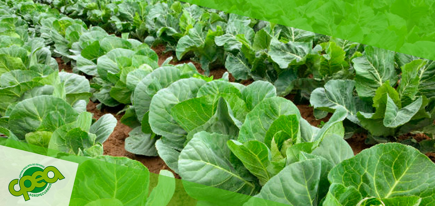 Receitas deliciosas com Couve Chinesa: Do Kimchi à Salada