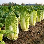 Como Resolver Problemas Comuns no Cultivo de Couve Chinesa