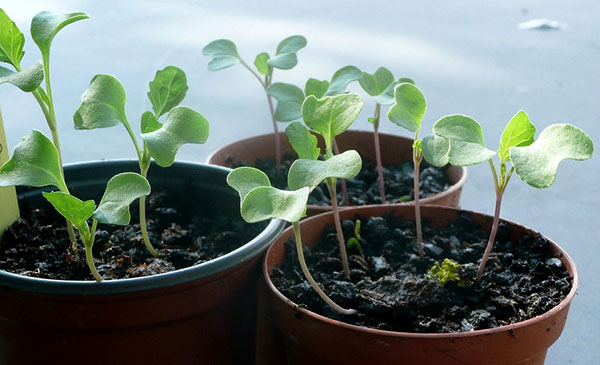 como plantar couve de bruxelas